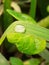 The image of  water drop on leaf