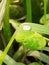 The image of  water drop on leaf !