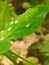 The image of water drops on leaf !