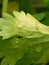 The image of water drops and leaf