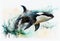 Image of a watercolor drawing of an Orca.