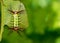 Image of a wattle cup caterpillar on nature background. Insect
