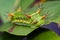 Image of a wattle cup caterpillar on nature background. Insect