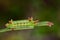 Image of a wattle cup caterpillar on nature background. Insect.