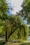 Image of a Weeping Willow tree on a sunny autumn day