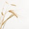 Image of wheat isolated over white background