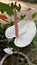 Image of white Anthurium Flower