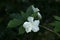 Image of white beautiful crape jasmine in Kerala