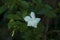 Image of white beautiful crape jasmine in Kerala