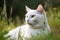 Image of white cat resting on green pasture grass on summer. Pet. Animals. Illustration. Generative AI