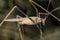 Image of a white grasshopper locust in a meadow, closeup