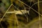 Image of a white grasshopper locust in a meadow, closeup