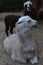 Image with white llama and her baby sitting brown standing