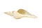 Image of white long tailed spindle conch seashells on a white background. Undersea Animals. Sea Shells
