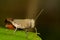 Image of White Shoulder Grasshopper Apalacris varicornis.