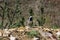 Image of a white wagtail bird Motacilla alba on a background of nature. Birds. Animal Selective focus photo. Early in the morning