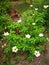 Image of the white yellow Turnera subulata flower