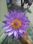 This image is wild flower of srilanka at the temple