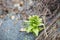 Image of wild green Butterbur sprout in spring season