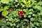 Image of wild lingonberry. Forest plant with leathery leaves and red berries