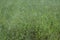 Image of the wild paspalum notatum weed grasses.