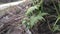 Image of the wild Squirrel`s foot fern