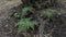 Image of the wild Squirrel`s foot fern