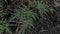 Image of the wild Squirrel`s foot fern