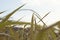 image of the wild tall playground grass at the park.