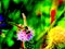 Image of a wild wasp on the flowers of a meadow burdock in neon light