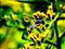 Image of a wild wasp on the flowers of a meadow burdock in neon light