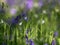 Image of Wild woodland Flowers