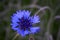 Image of wildflowers. Cornflower.