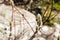 The image of a willow branch with blooming fluffy buds on a bright spring day