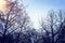 Image of winter bare trees at twilight time