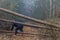 Image of a woman going through the trunks of fallen trees that are blocking the way on a path in the forest