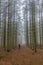 Image of a woman standing on a trail looking for her dog among tall pine trees in the forest