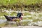 Image of a wood duck on the water.