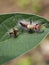 Image of worm on a green leaf, A reptile that is common.