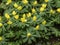 Image of Yellow Aconites in flower