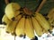 This is the image of yellow banana fruits which is hanging in bunch