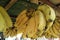 This is the image of yellow banana fruits which is hanging in bunch