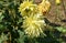 This is an image of yellow dahliaflower or dahliaflowerplant