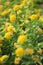 Image of yellow shrub Verbena.