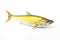 Image of a yellow tail kingfish isolated on white background. Fresh fish. Underwater animals. Generative AI