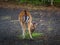 Image of Young cute white-taled Bambi in park