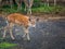 Image of Young cute white-taled Bambi in park