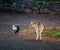 Image of Young cute white-taled Bambi with rooster in park