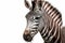 Image of a young male zebra against a white background