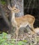 Image of young sambar deer.